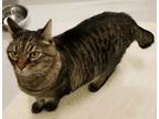 Charly American Bobtail Adult Male