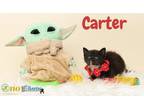 Carter Domestic Shorthair Kitten Male