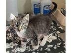 Honey - Gray & White Kitten in foster care Domestic Shorthair Kitten Female