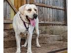 Marshmallow Labrador Retriever Adult Female