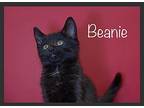 Beanie Domestic Shorthair Kitten Female