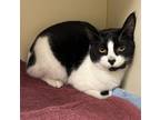 Coco Domestic Shorthair Adult Female