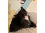 67048A Bubbles-PetSmart West Ashley Domestic Shorthair Kitten Male
