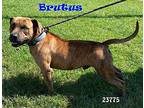 Maximus American Staffordshire Terrier Adult Male