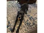 Dory Great Dane Young Female
