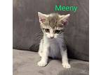 Meeny Domestic Shorthair Kitten Male