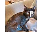 Marbles Domestic Shorthair Kitten Female