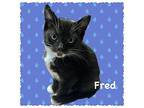 Fred Domestic Shorthair Kitten Male