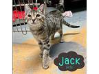Jack - $55 Adoption Fee Special Domestic Shorthair Kitten Male