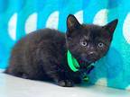 Shelby Domestic Shorthair Kitten Female