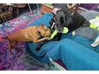 Nala & Soka Casey Two Peas in a Pod Great Dane Adult Female