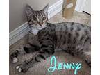 Jenny Domestic Shorthair Kitten Female