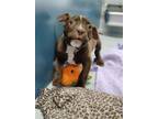 Hercules 1475-23 American Pit Bull Terrier Puppy Male