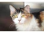 Rhonda Domestic Longhair Adult Female