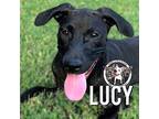 Lucy Ricardo American Pit Bull Terrier Puppy Female