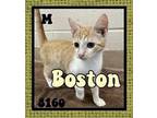 Boston Domestic Shorthair Kitten Male
