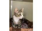 Pepper Domestic Shorthair Young Female