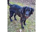 Bear Labrador Retriever Adult Male