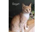 Bogart Domestic Shorthair Young Male