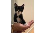 Grim Domestic Shorthair Kitten Male