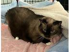 Kia-older Siamese in foster care Siamese Senior Female