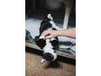68733A Frankie-Pounce Cat Cafe Domestic Shorthair Adult Male