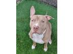 Dusse 1495-23 American Pit Bull Terrier Adult Male