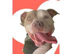 Adopt Kix a American Staffordshire Terrier