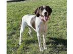 Maya German Shorthaired Pointer Young Female