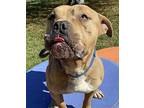 Snoopy American Pit Bull Terrier Adult Male