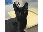 Lilith Domestic Shorthair Young Female