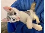 Patch - $55 Adoption Fee Domestic Shorthair Kitten Male