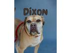 Dixon Mixed Breed (Medium) Adult Male