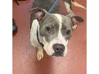 Zula American Pit Bull Terrier Adult Female