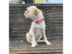 Lyra Border Terrier Puppy Female