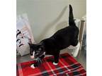 Miles - Black & White Tux Older Kitten #18 Domestic Shorthair Kitten Male