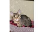 Tina Domestic Shorthair Kitten Female