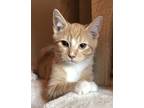 Henry Domestic Shorthair Kitten Male