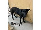 Ivory 27603 Labrador Retriever Adult Female