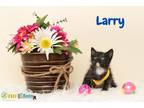 Larry Domestic Shorthair Kitten Male