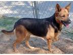 Mary German Shepherd Dog Adult Female