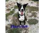 Harriet 27336 Shepherd (Unknown Type) Adult Female