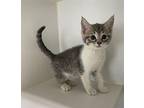 Mateo ~ Available at PetSmart in Warsaw, IN! Domestic Shorthair Kitten Male