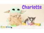 Charlotte Domestic Shorthair Kitten Female