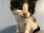 Fluffy Domestic Longhair Kitten Male