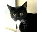 Beatrix Domestic Shorthair Young Female