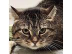 Justice Domestic Shorthair Adult Female