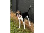 Gopher Coonhound Adult Male