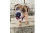 Chimichanga American Pit Bull Terrier Young Male