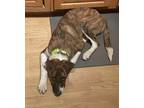Magic (In Foster) Plott Hound Young Male
